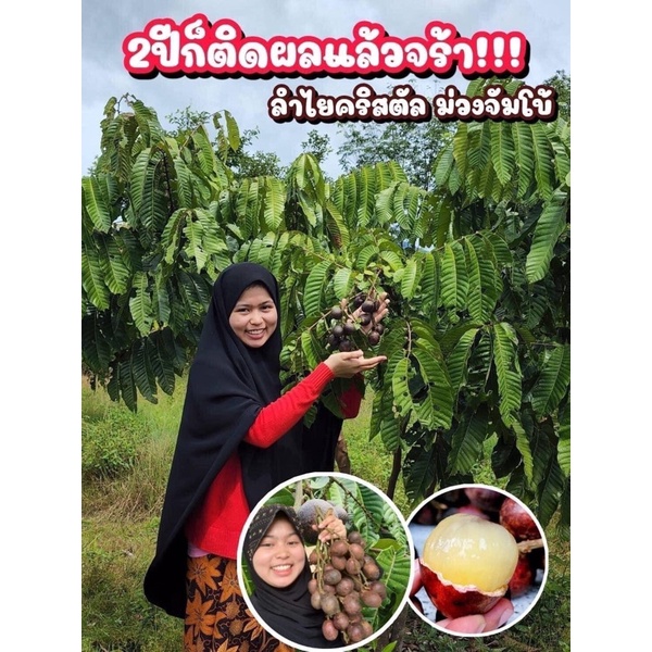ลำใยคริสตัลม่วงจัมโบ้ ต้นพันธุ์แท้จากยะลา ซื้อ 5 ต้นแถม2ต้น