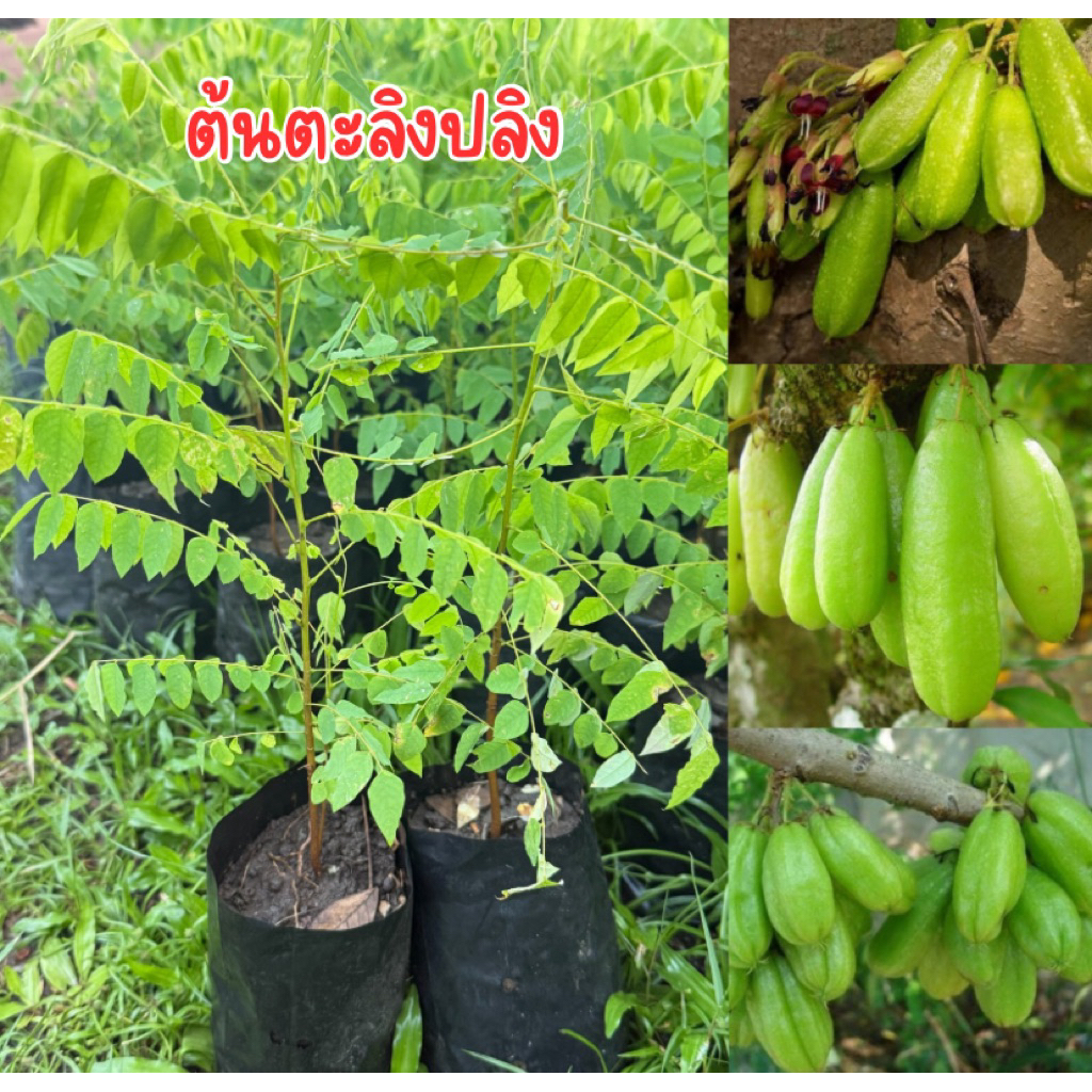 ต้นตะลิงปลิง ถุงเล็ก สูง20เซน  พร้อมส่ง พร้อมปลูกครับ