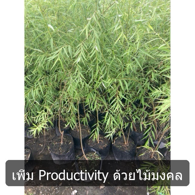 ต้นหลิวลู่ลม ไม้มงคลนิยมปลูก (1-1.2เมตร)ปลูกเสริมฮวงจุ้ย นำโชคลาภ ความเจริญ รุ่งเรืองแก่ผู้ปลูก  ถุงเพาะ8“