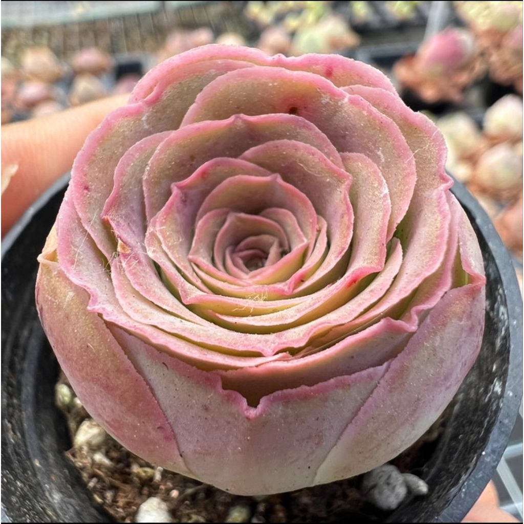พรีออเดอร์ กุหลาบหิน 'pink Mountain Rose' ไม้อวบน้ำ greenovia กรีนโนเวียร์