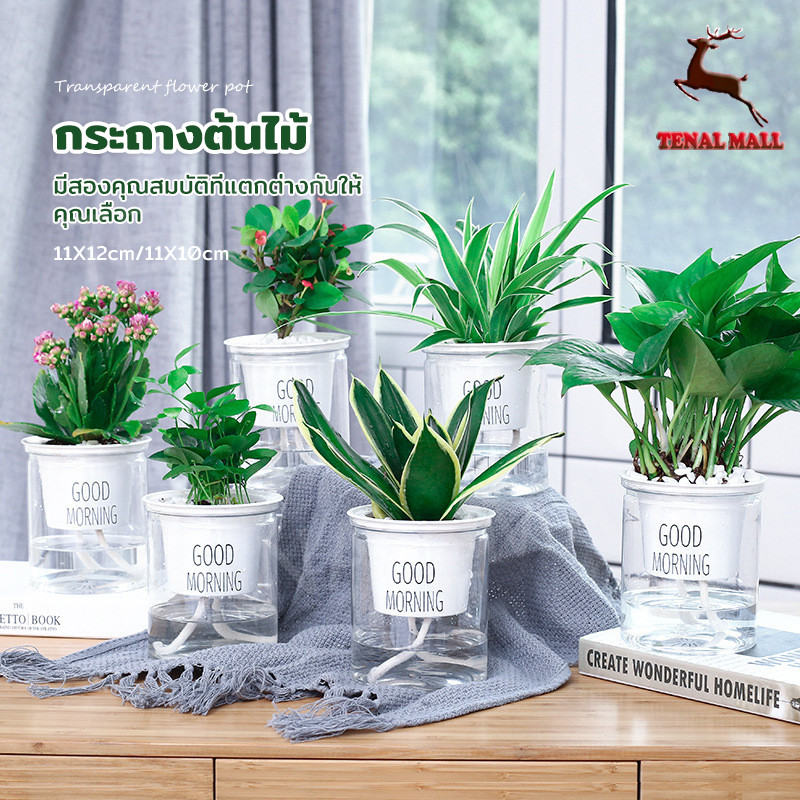 กระถางรดน้ำอัตโนมัติ Self Watering Planter 🌱 กระถางดอกไม้โปร่งใสสองชั้น ใส่น้ำด้านล่าง ขนาดเล็ก วางโต๊ะได้