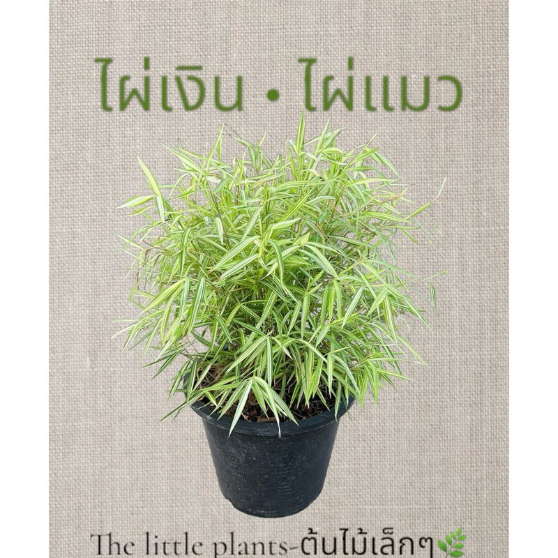 🌿TLPไผ่เงินหรือไผ่แมว​กินได้ทั้งแมวหมากระต่าย หญ้าแมว